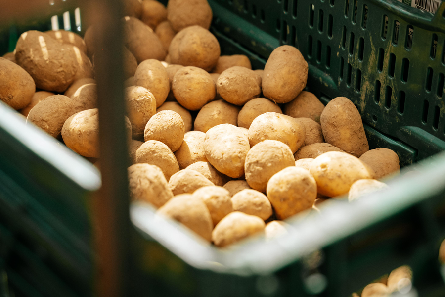 Saison Pommes de terre nouvelles